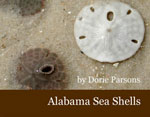 Alabama Sea Shells