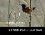 Gulf State Park ~ Small Birds