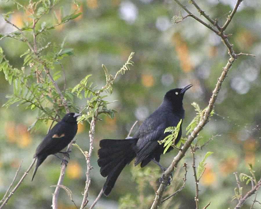 Nicaraguan Grackle Red-winged Blackbird