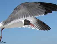 Laughing Gull Flap