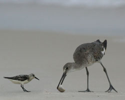 Sandpipper and Willet
