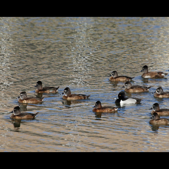 Ring-necked  Duck