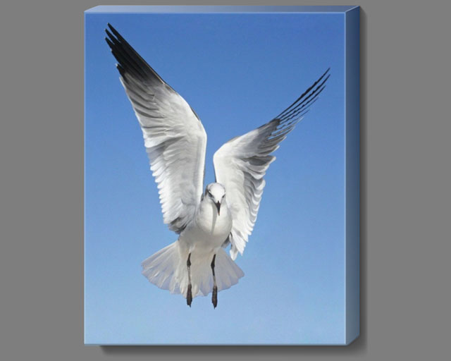 Angel Gull