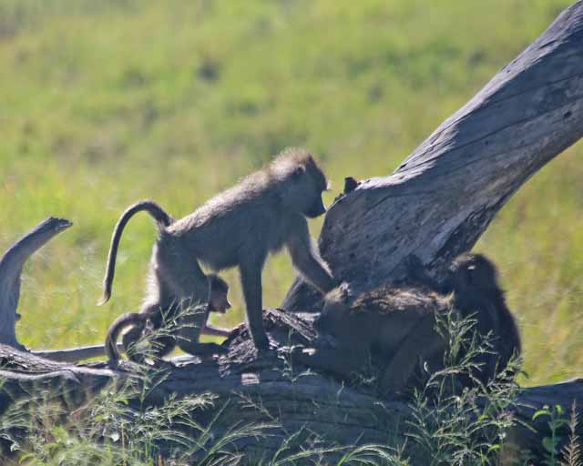 Savanna Baboon--Serengeti