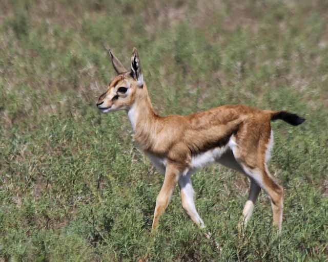 Thompsons Gazelle--Ngorongoro Highlands