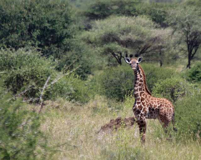 Masai Giraffe--Sinya
