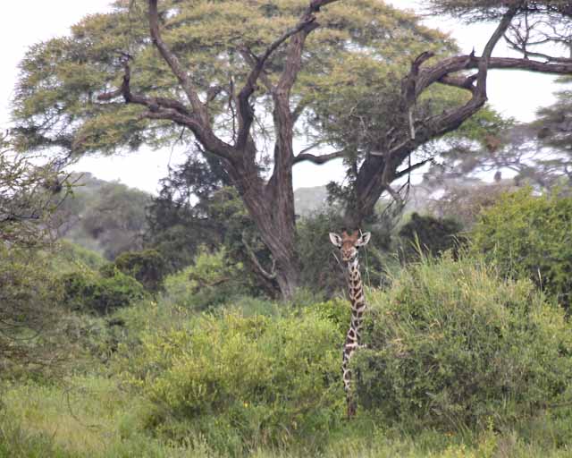 Masai Giraffe--Sinya