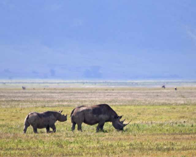 Rhinoceros--Ngorongoro Crater