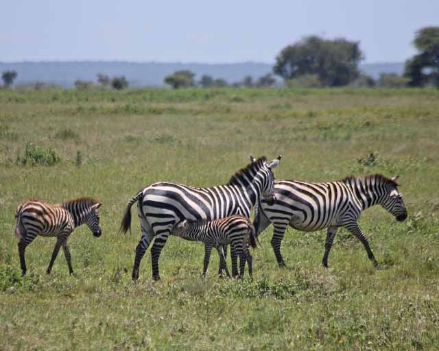 Plains Zebra--Serengeti