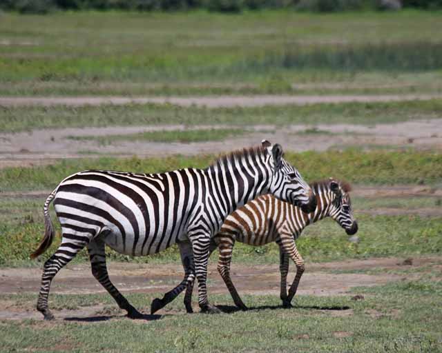 Plains Zebra--Ngorongoro Crater