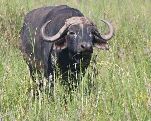 Cape Buffalo--Sinya