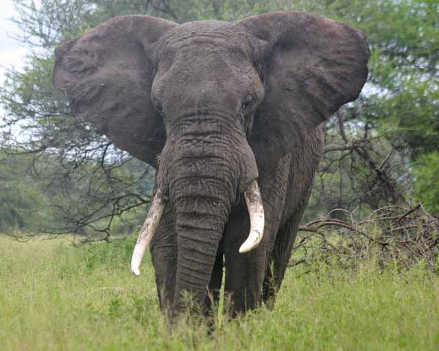 African Elephant--Tarangire