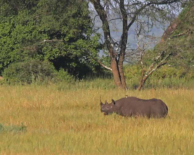 Rhinoceros--Serengeti