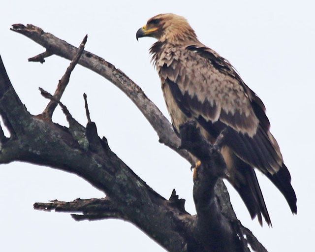 Steppe Eagle--Tarangire
