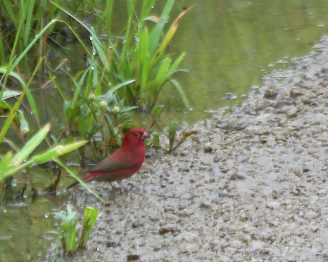 Red-billed Firefinch--Tarangire