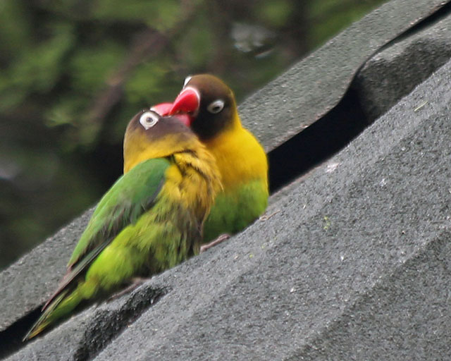 Yellow-collared Lovebirds--Tarangire