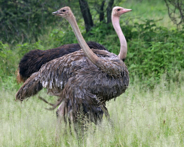 Common Ostrich--Tarangire