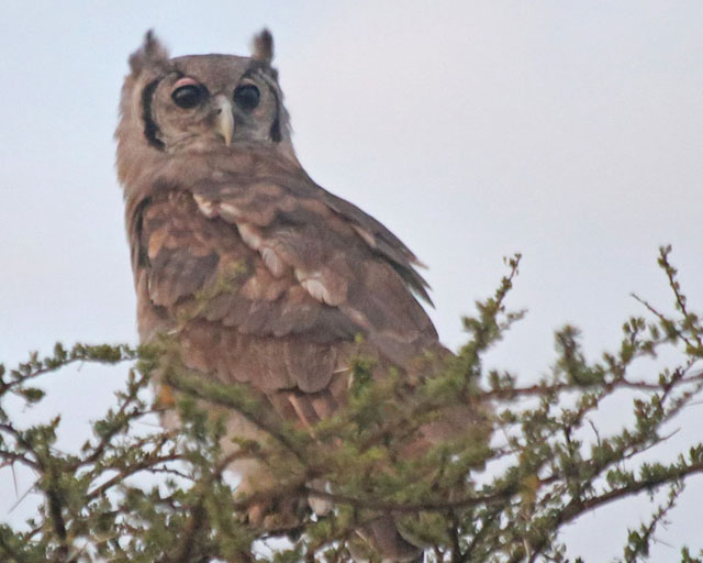 Verreaux Eagle Owl--Sinya