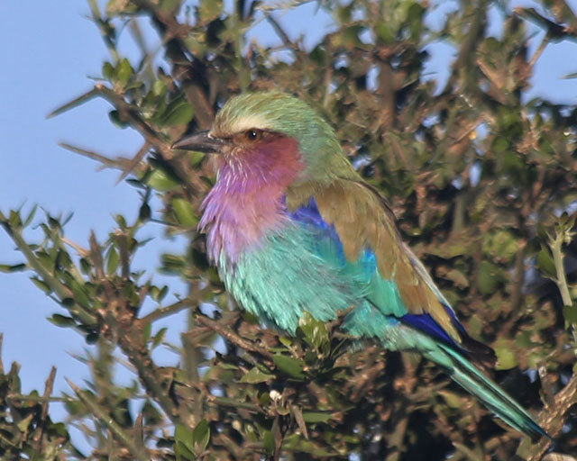 Lilac-breasted Roller--Serengeti