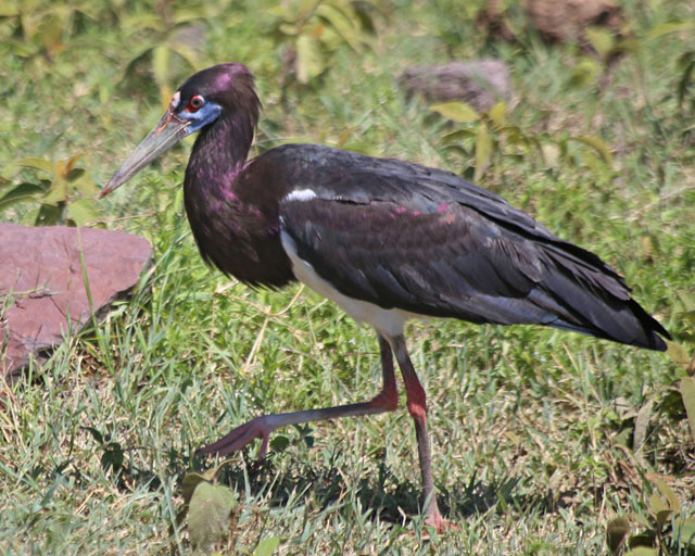 Abdims Stork--Ngorongoro Crater