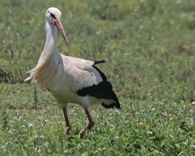 White Stork--Ngorongoro Highlands