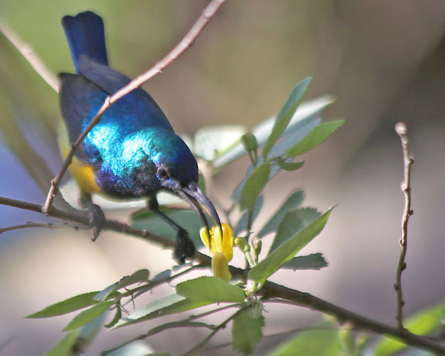 Collared Sunbird--Arusha