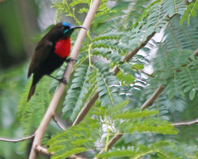 Scarlet-chested Sunbird--Arusha