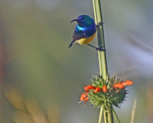 Variable Sunbird--Ngorongoro Highlands