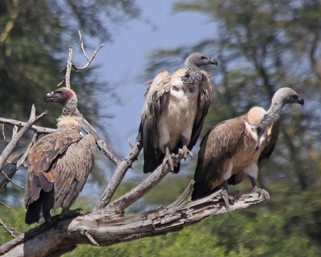 White-backed Vultures--Sinya