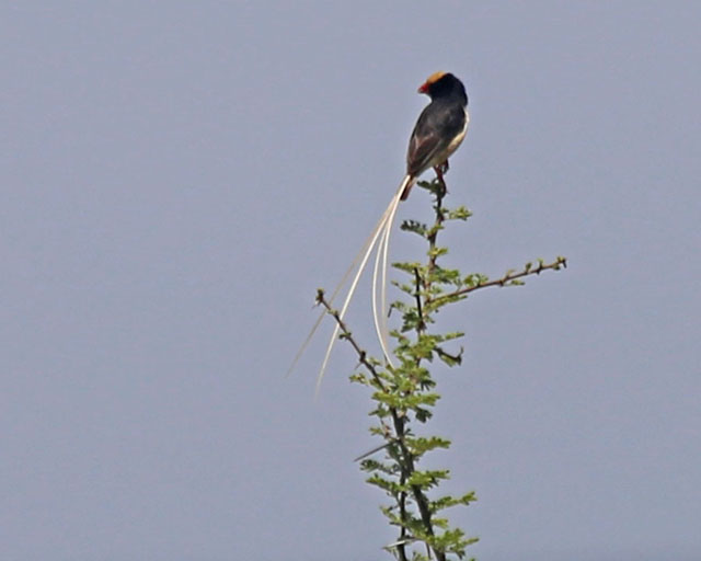 Straw-tailed Whydah--Tarangire