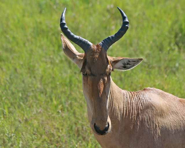 Lichtensteins Hartebeest--Serengeti