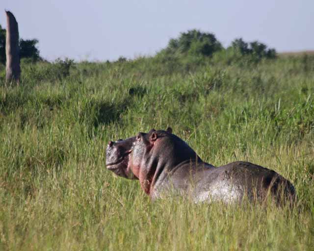 Common Hippopotamus--Serengeti