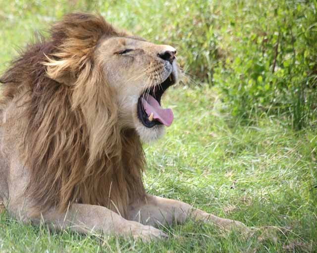 Lion--Ngorongoro Highlands