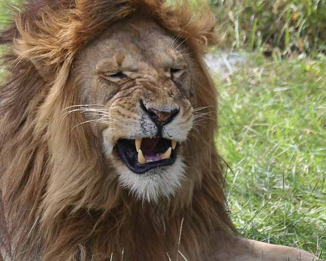 Lion--Ngorongoro Highlands