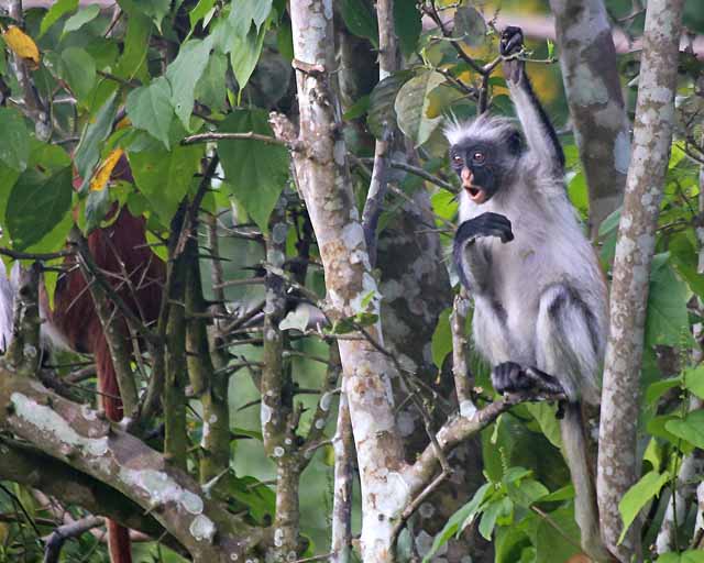 Red Colobus Monkey--Zanzibar