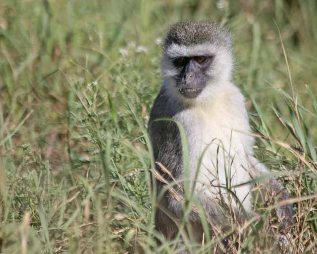Ververt Monkey--Serengeti