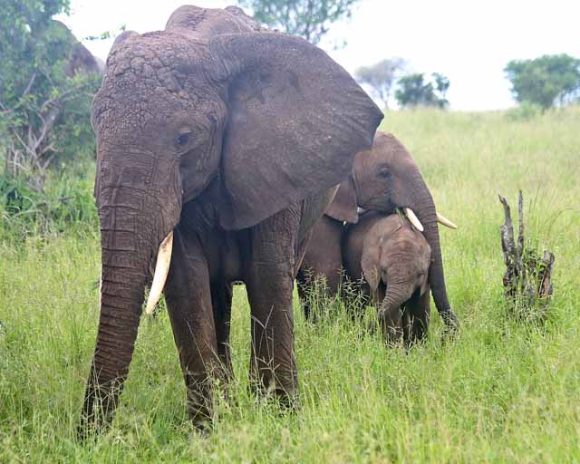 African Elephant--Tarangire