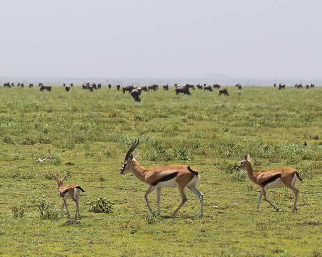 Thompsons Gazelle--Ngorongoro Highlands