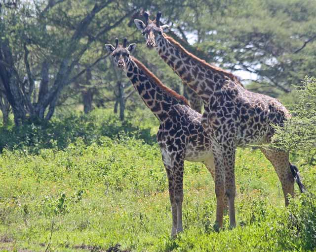 Masai Giraffe--Serengeti