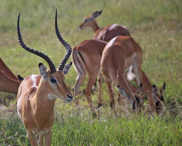Impala--Serengeti
