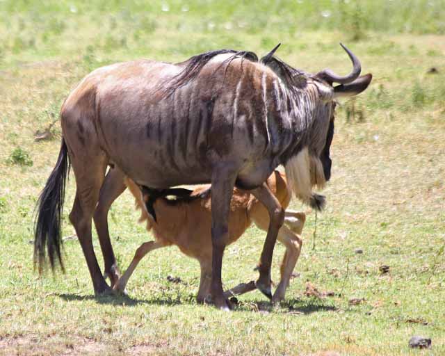 Blue Wildebeest--Ngorongoro Crater