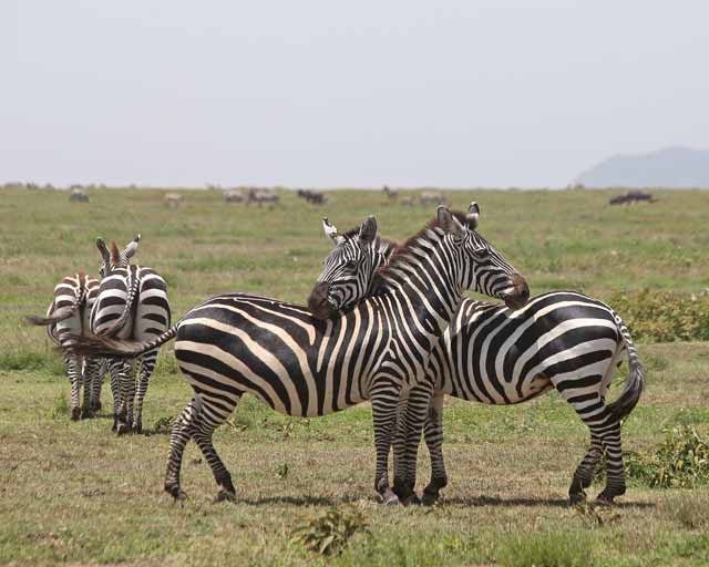 Plains Zebra--Ngorongoro Highlands