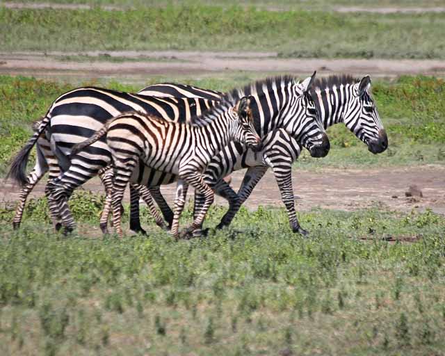 Plains Zebra--Ngorongoro Crater