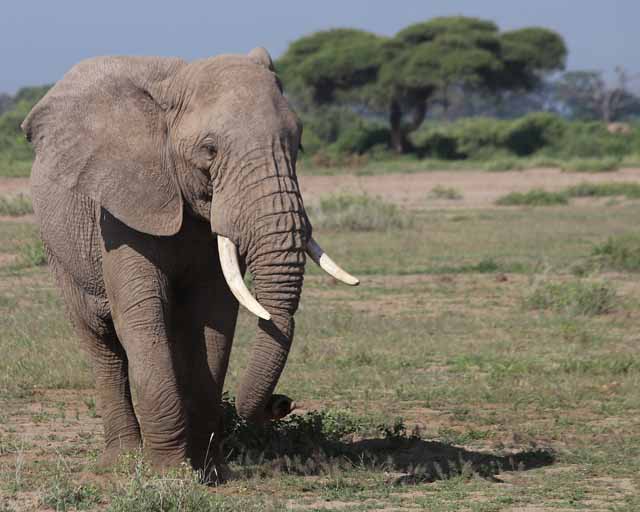 African Elephant--Sinya