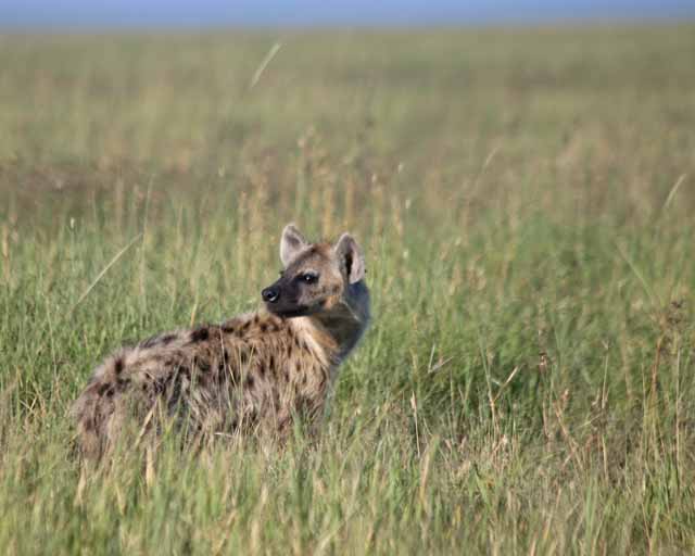 Spotted Hyena--Serengeti