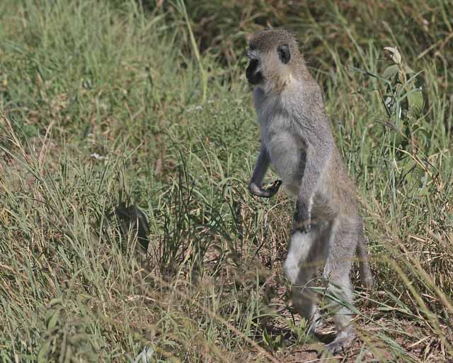 Ververt monkey--Serengeti
