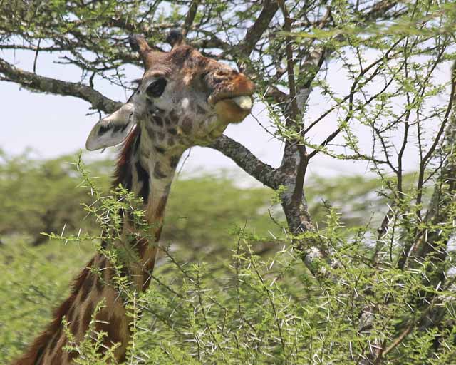 Masai Giraffe--Ngorongoro Highlands