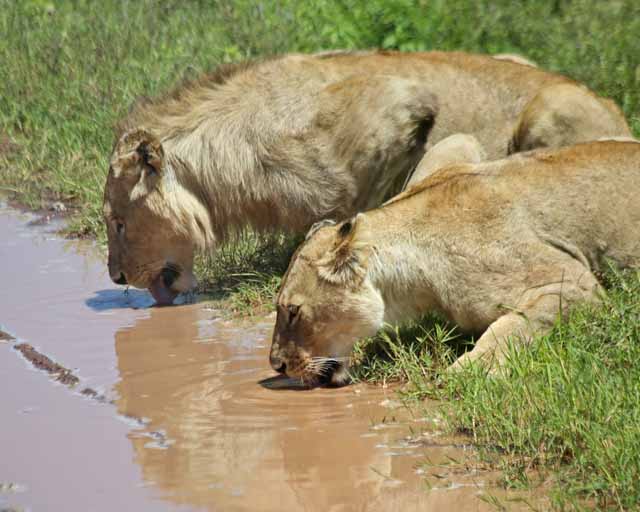 Lion--Ngorongoro Crater