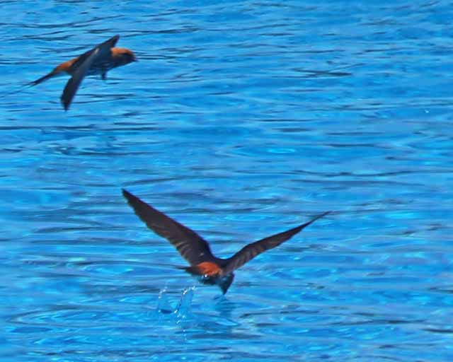 Lesser Striped Swallow--Tarangire