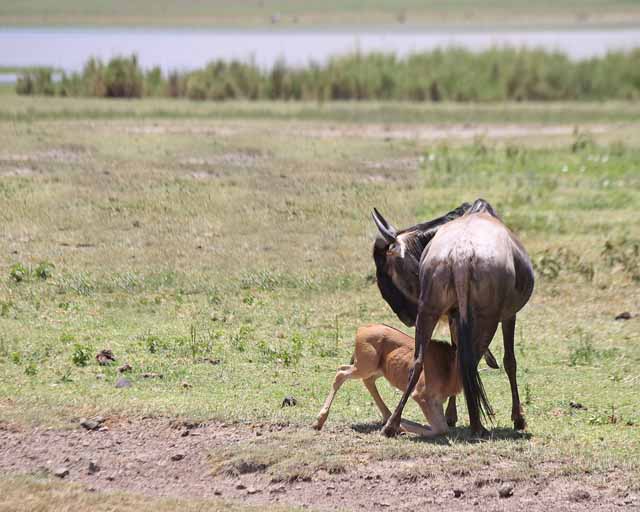 Blue Wildebeest--Ngorongoro Crater